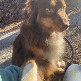 Rusty - Red tri male Miniature Australian Shepherd puppy in Somerset, Kentucky from Natural Life Ranch