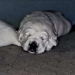 Boy 1 - Light golden male Golden Retriever puppy in Osceola, Iowa from Healing Hearts Therapy Goldens