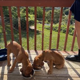 Zuri - Rd whtn blk nose female Rhodesian Ridgeback puppy in Layton, Utah from Penny's Puppies (Rhodesian Ridgeback)