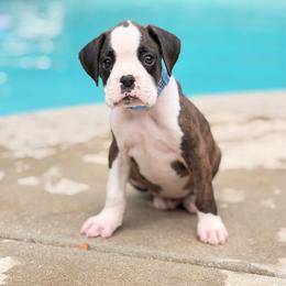 Paul Revere (Revere) - Brindle male Boxer puppy in Georgia from Stephanie’s Boxers