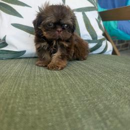 Jax - Liver male Shih Tzu puppy in Burlington, North Carolina from Nancy’s Lil’Shih Tzus