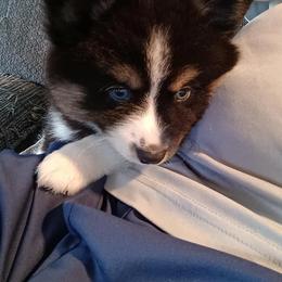 Pomsky Puppies from Your Friend Seamus' Studds