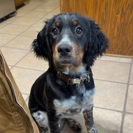 Briggs - English Springer Spaniel
