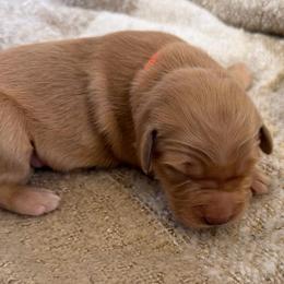 Amy - Dark golden female Golden Retriever puppy in Spur, Texas from Adams Puppies