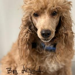 Bridget - Apricot female Poodle puppy in Haines City, Florida from Camic Cockapoos