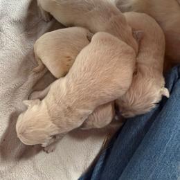 Ursula - Light golden female Golden Retriever puppy in Colorado Springs, Colorado from Sharp Guardians and Goldens