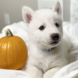 Blue - Sequoia - Siberian Husky puppy from Snowy Siberians