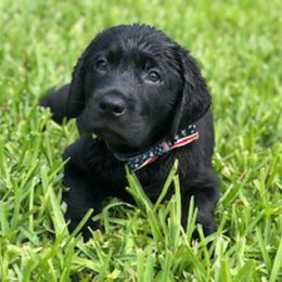 Labrador Retriever Puppies from Stone Haven Labradors