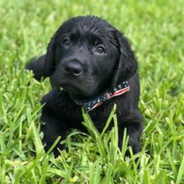 Labrador Retriever Puppies from Stone Haven Labradors