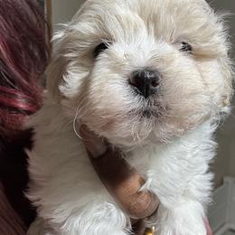 Goldendoodle, Maltipoo, and Poodle Puppies from Pawriffic Pups