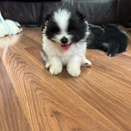 Bronco - Black parti male Pomeranian puppy in Clinton, Tennessee from Liza’s Aussies & Poms