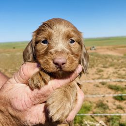 Girl 2 - Fawn Dachshund puppy in Duke, Oklahoma from Johnson Prairie Pups
