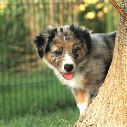 Australian Shepherd Puppies from Sliding S Australian Shepherds