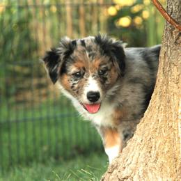 Australian Shepherd Puppies from Sliding S Australian Shepherds