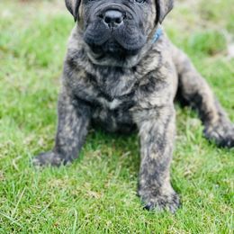 Cane Corso Puppies from Virtue Cane Corso