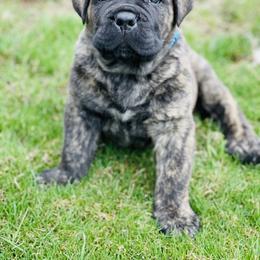 Cane Corso Puppies from Virtue Cane Corso