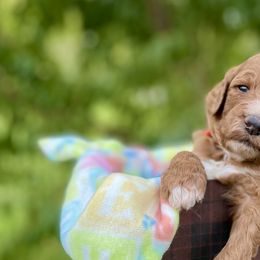 Labradoodles from PawfectBud