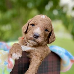 Labradoodles from PawfectBud