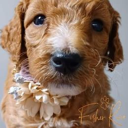 Goldendoodle and Poodle Puppies from Fisher River Doodle's