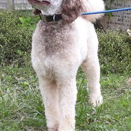 Lincoln - Poodle