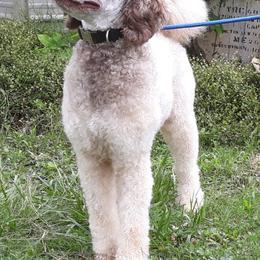 Lincoln - Poodle