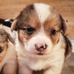 American Corgis and Pembroke Welsh Corgis from San Diego Corgis