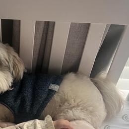 Shih Tzu and West Highland White Terrier Puppies from Westies of Morrison