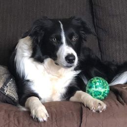 Border Collie All Grown Up from BCX Stockdogs