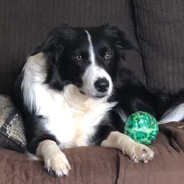 Border Collie All Grown Up from BCX Stockdogs