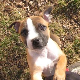 Staffordshire Bull Terriers from Charlene Addison