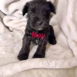 Miniature Schnauzer puppies from T’s Little Schnauzers