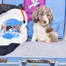 Aphrodite - Parti female Labradoodle puppy in Kingston, Georgia from CC Familydoodles