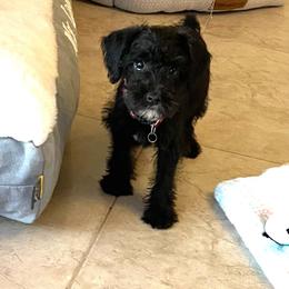 Red Heart mini - male Schnoodle puppy in El Campo, Texas from Pretty Paws - Tx