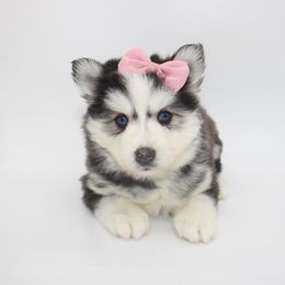 Pomsky Puppies from Florida Pomskies