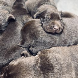 Dilute Retriever and Labrador Retriever Puppies from CKB Labradors