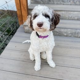 Mable - Australian Labradoodle