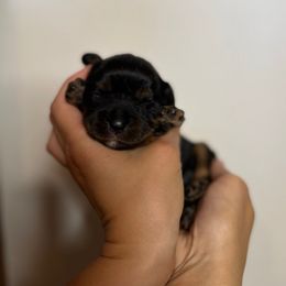 Willow - Black and tan female Cavalier King Charles Spaniel puppy in Gonzales, Texas from Veach Cavaliers & Farm