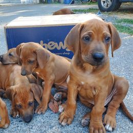 Boy 1 - Rhodesian Ridgeback puppy from Willowist Rhodesian Ridgebacks