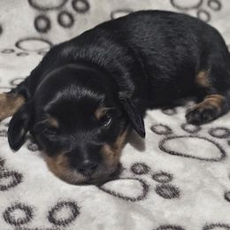 Black and Tan - Black and tan male Dachshund puppy in Trade, Tennessee from TN Miniature Dachshunds & Basset Hounds