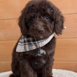 A-Orange Boy - Chocolate male Goldendoodle puppy in Lewisville, Texas from Texas Goldendoodle Lovers