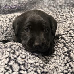Blue Boy - Black male Labrador Retriever puppy in Colorado from Albrecht Farms Labrador Retrievers