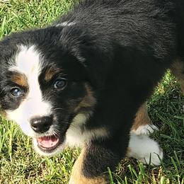Miniature American Shepherds and Miniature Australian Shepherds from Donna baumann