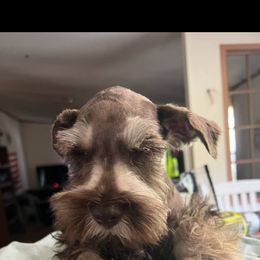 Miniature Schnauzer Puppies from Templin Pups