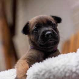 Belgian Malinois Puppies from Christina Potts Potts