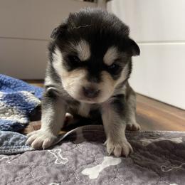 Gunner - Black and white male Siberian Husky puppy in Diamond Lake, Washington from Husky Haven WA