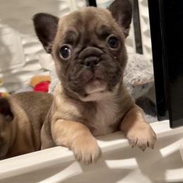 French Bulldog Puppies from Piper’s Pups