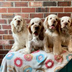 Clumber Spaniel Puppies from Rainsway Clumber Spaniels