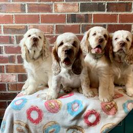 Clumber Spaniel Puppies from Rainsway Clumber Spaniels