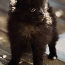 Pomeranian Puppies from Somos Pomeranians | Selectively Bred Puppies