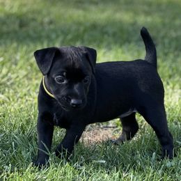 Patterdale Terriers from Oakleaf Ranch